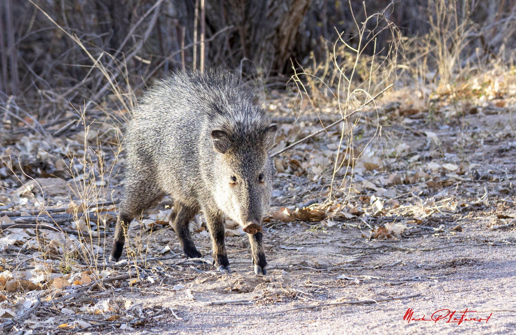 /gallery/north_america/USA/NM/bosque del apache/Javelina Bosque New Mexico Dec 2021-022_med.jpg